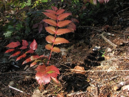 Sometimes Oregon Grape leaves turn this beautiful shade of red. This is along the Pacific Crest Trail.