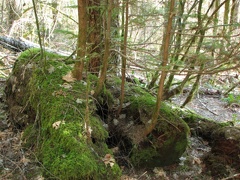 A nurse log along the trail provides nutrition for a new generation of trees.