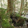 A nurse log along the trail provides nutrition for a new generation of trees.