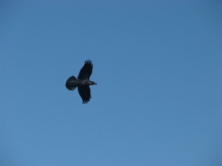 Ravens fly through the skies enjoying the air currents.