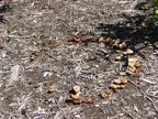 Fairy Ring of mushrooms along the Burnt Bridge Creek Trail