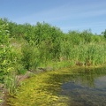 One of the many ponds along the east end of the Burnt Bridge Creek Trail