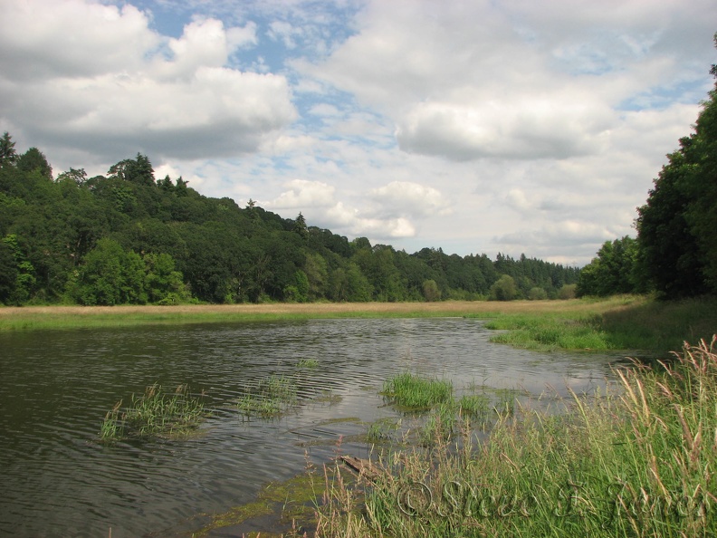 A large pond along the Burnt Bridge Creek Greenway, near Fruit Valley Road.