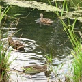 Ducks merrily paddle in a pond along the Burnt Bridge Creek trail, just east of Andreson Road.