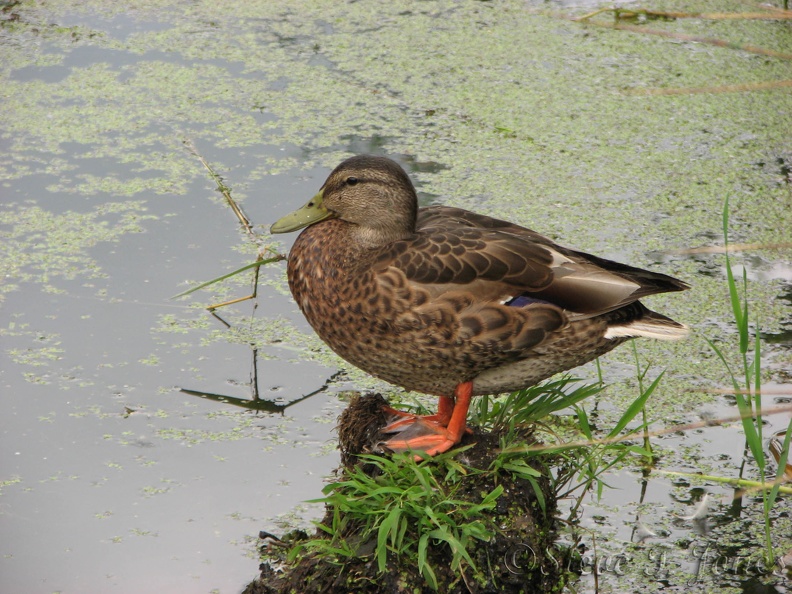 I thought this duck wasn't doing much of anything until another young duck came along and traded places. The duck in the picture started swimming and eating water plants. I believe the duck in the picture was performing lookout duty and the other duck rel