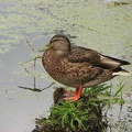 I thought this duck wasn't doing much of anything until another young duck came along and traded places. The duck in the picture started swimming and eating water plants. I believe the duck in the picture was performing lookout duty and the other duck rel