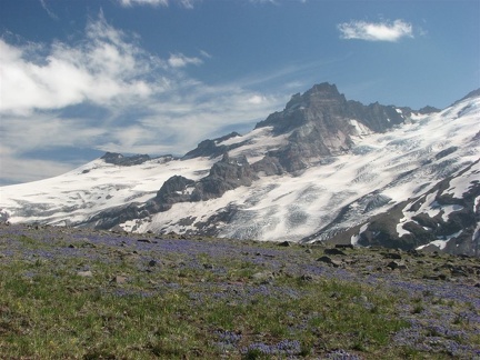 Dwarf lupines carpet the landscape along the Burroughs Mountain Trail at Mt. Rainier National Park.