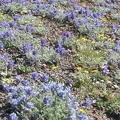 Dwarf lupines carpet the landscape among rocks along the Burroughs Mountain Trail at Mt. Rainier National Park.