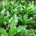 Skunk Cabbage (Latin name: Symplocarpus foetidus) sporting shiny new leaves in late May along the Cape Falcon Trail. This is one of the few plants in the wild that you can smell before you see it.