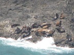 From Cape Falcon, you can barely spot Sea Lions to the north but it is easy to hear their barking. You can hear them from Cape Falcon north for about another mile along the trail.
