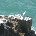 Cormorants perch on a rock looking for a tasty treat while a seagull wheels above the birds, hoping to get to any treats first.