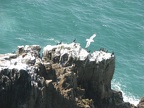 Cormorants perch on a rock looking for a tasty treat while a seagull wheels above the birds, hoping to get to any treats first.