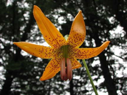 Tiger Lilly Cape Horn Trail June 2007