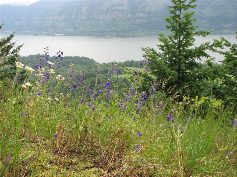 Cape Horn Trail Columbia Gorge