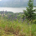 Cape Horn Trail Columbia Gorge