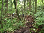 View of the section of trail before we began work.