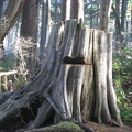 Old growth stump showing the notch where a sawbuck was cut out to chop down the  tree. This is in the nature walk portion of the trail, near the campground.