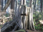 Old growth stump showing the notch where a sawbuck was cut out to chop down the  tree. This is in the nature walk portion of the trail, near the campground.
