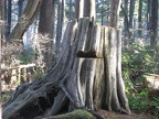 Old growth stump showing the notch where a sawbuck was cut out to chop down the  tree. This is in the nature walk portion of the trail, near the campground.
