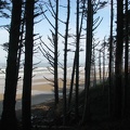 Douglas Fir and Sitka Spruce silhouetted against the Pacific Ocean at Cape Lookout State Park