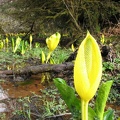 Skunk Cabbage (Latin Name: Symplocarpus foetidus) is a slightly poisionous plant, but don't worry because there are no animals that willingly eat it.