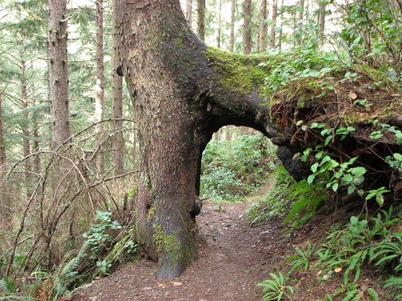 A root-arbor has developed when this tree grew a root along another tree that had fallen against it. Now it is like a doorway on the trail.