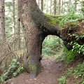 A root-arbor has developed when this tree grew a root along another tree that had fallen against it. Now it is like a doorway on the trail.