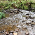 The trail dips down and crosses this small creek, then switchbacks up to the southern end of the Cape Lookout North Trail.