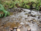 The trail dips down and crosses this small creek, then switchbacks up to the southern end of the Cape Lookout North Trail.