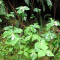 Trillium blooming along the North Cape Lookout Trail.