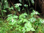 Trillium blooming along the North Cape Lookout Trail.