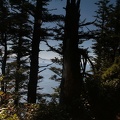 Sitka Spruce silhouetted against the ocean on the Cape Lookout Trail