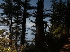 Sitka Spruce silhouetted against the ocean on the Cape Lookout Trail
