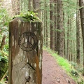 In a rainforest, even the signposts have plants growing on them. This is the Cape Lookout Trai, part of the Oregon Cost Trail system.