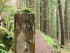 In a rainforest, even the signposts have plants growing on them. This is the Cape Lookout Trai, part of the Oregon Cost Trail system.