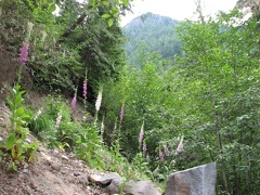 Foxglove (Latin Name: Digitalis Purpurea) along the trail near the Nisqually River.
