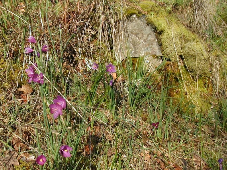 Grass Widow (Latin Name: Sisyrincium douglasii var. douglasii) in bloom along Catherine Creek in  the Columbia Gorge.