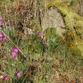 Grass Widow (Latin Name: Sisyrincium douglasii var. douglasii) in bloom along Catherine Creek in  the Columbia Gorge.