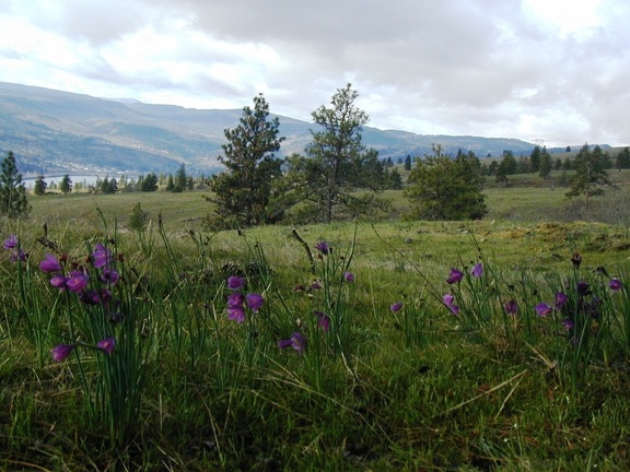 Grass Widow in bloom at Catherine Creek