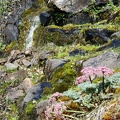 Wild Parsley (Latin Name: Lomatium columbianum) along a tributary to Catherine Creek in the Columbia Gorge.