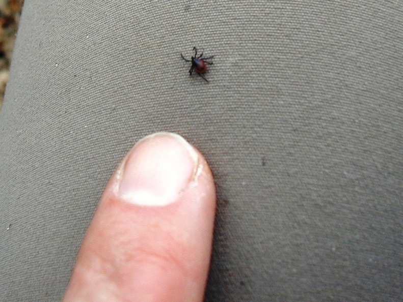 Tick on me!