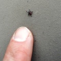 Tick on me!