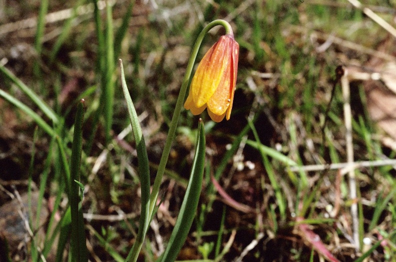 Yellow Bells (Latin Name: Fritillaria pudica) blooming at Catherine Creek, Washington.