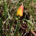 Yellow Bells (Latin Name: Fritillaria pudica) blooming at Catherine Creek, Washington.