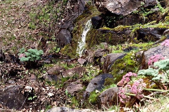 Columbia Desert Parsley and seasonal stream above Catherine Creek