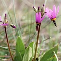 Henderson's shooting star (Latin Name: Dodecatheon hendersonii) blooming at Catherine Creek, Washington, March 2006.