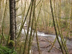 The trail passes above Gales Creek. You can see and hear Gales Creek from many places along the trail.