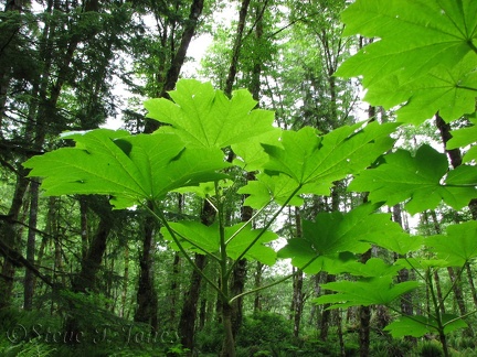 Devils Club growing along the Gales Creek Trail.