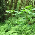 This is some of the talles Devils Club I've ever seen. this is along the Gales Creek Trail.