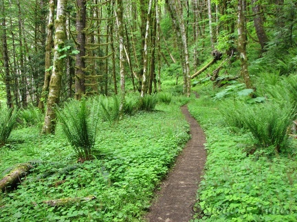 Here is a section of the trail that follows an old logging road. Most of the trail is narrow and built along the side of steep hillsides.